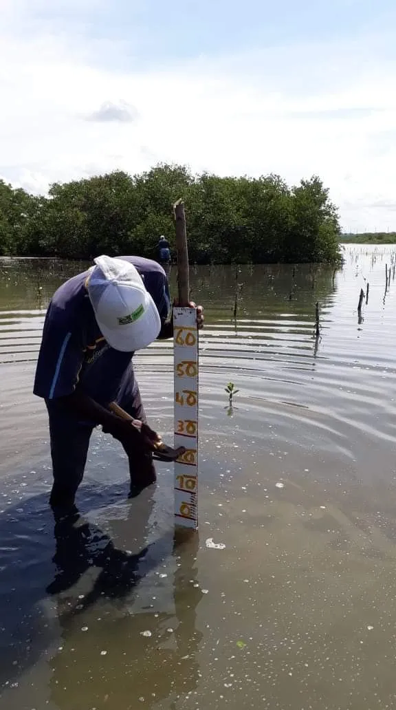 Un integrante de la comunidad junto a una regla de medición, con el agua a las rodillas frente al manglar