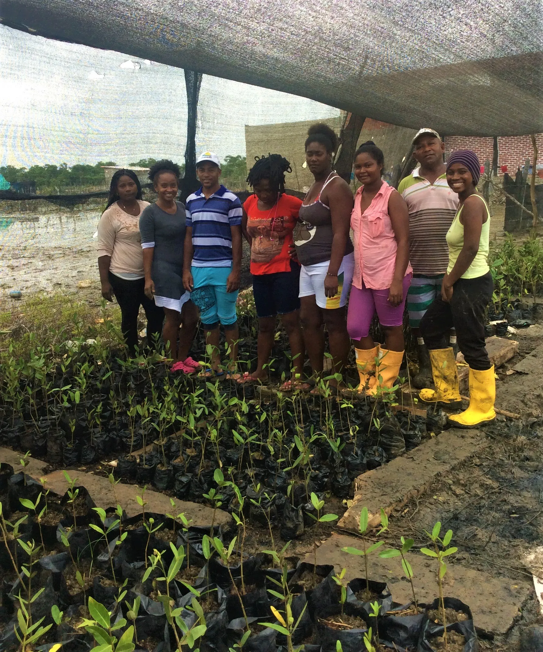 Integrantes de la comunidad en el vivero, entre bolsas con plántulas de mangle